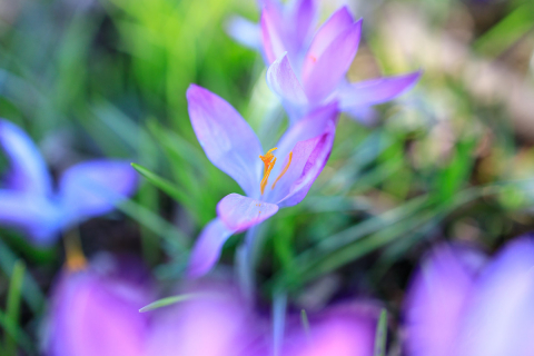 Krokusse mit der EOS R und dem 35mm