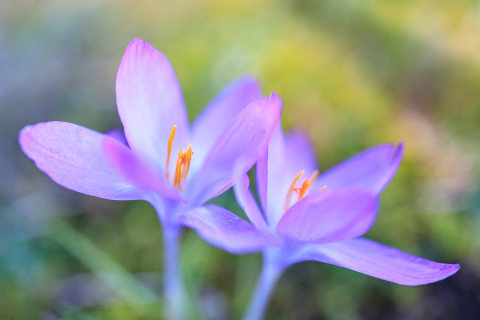 Krokusse mit der EOS R und dem 35mm