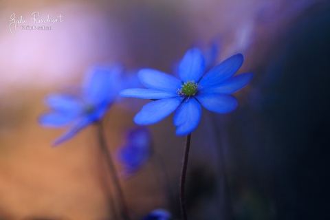 Leberblümchen Leberblümchen