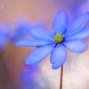 Leberblümchen Leberblümchen