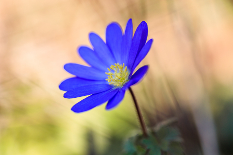 Leberblümchen