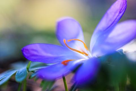 Krokus mittags im Halbschatten