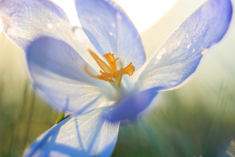 Krokus abends im Gegenlicht