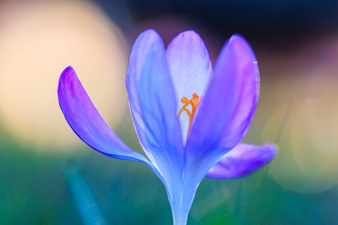 Krokus am Abend