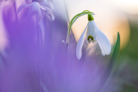 Schneeglöckchen und Krokus