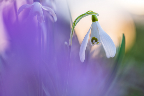 Schneeglöckchen und Krokus Schneeglöckchen und Krokus