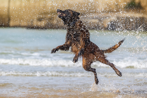 Hund am Strand in Dieppe