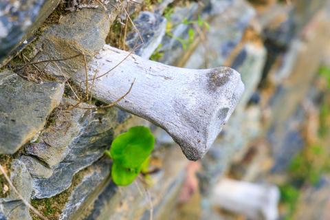 Detail in der Abbay Beauport