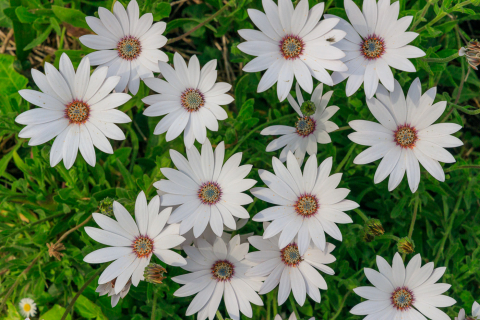 Blumen in der Abbay Beauport
