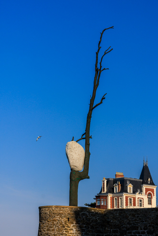 Baum mit Stein - Pointe de la Malouine in Dinard