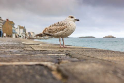 Möwe auf der Promenade