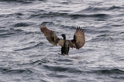 Kormoran, Bretagne