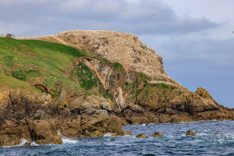 Basstölpelfelsen, Sept Iles, Bretagne
