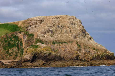 Basstölpelfelsen, Sept Iles, Bretagne