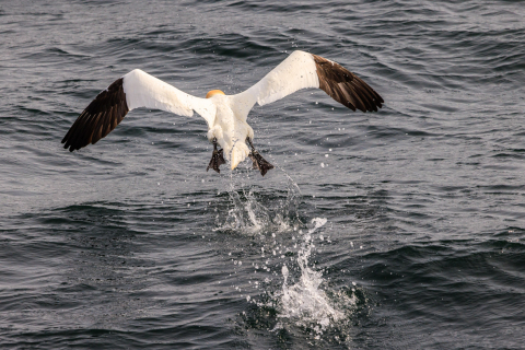 Basstölpel im Meer, Sept Iles, Bretagne