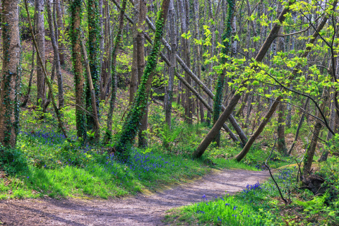 Frühling im Vallée Traouiero