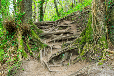 Wandern über die Füße der Bäume im Vallée Traouiero