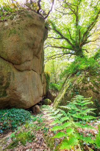 Felsen im Wald im Vallée Traouiero