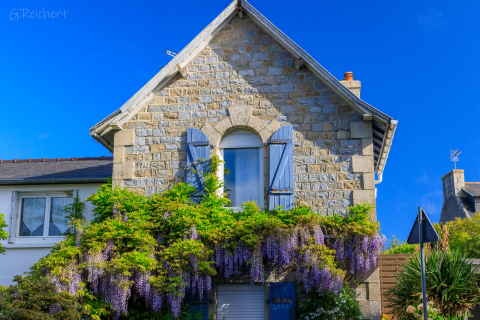 Blüten am Haus, Ile Grande