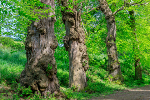 Weg zum Schloss Rosanbo