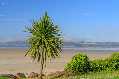 Palme am Strand Lieue de Greve