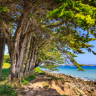 Zypressen am Küstenpfad auf der Ile Grande, Bretagne