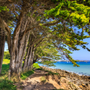 Zypressen am Küstenpfad auf der Ile Grande, Bretagne