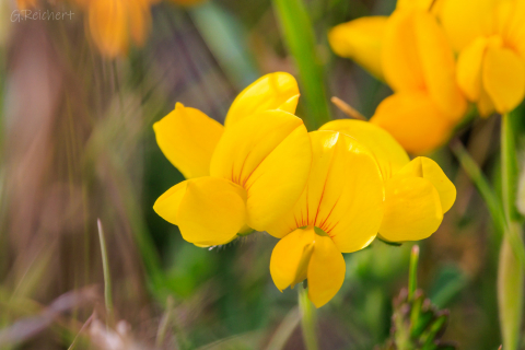 Blüten auf der Ile Grande
