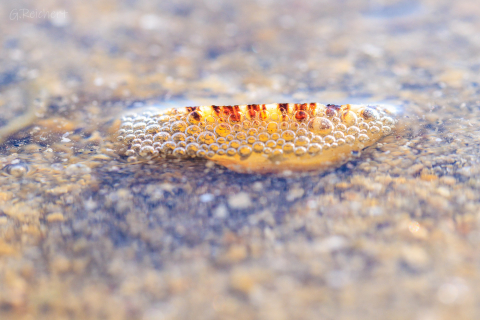 Napfschnecke, Ile Grande