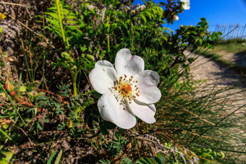 Blüte am Wegesrand, Ile Grande
