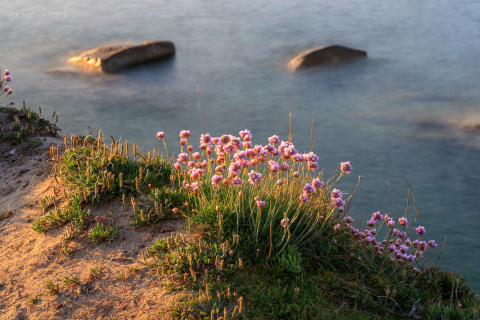 Strandgrasnelken auf der Ile Grande