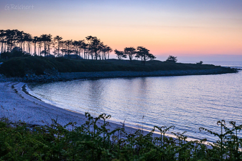 Zypressen am Küstenpfad auf der Ile Grande, Bretagne