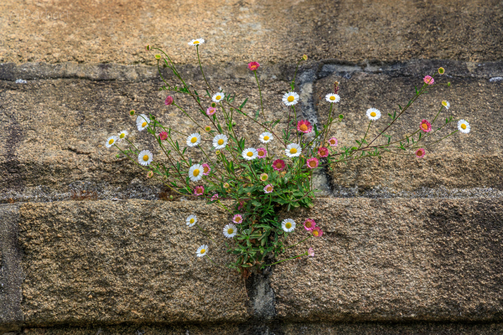 Blumen an der Kirchenmauer