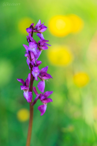 Orchidee