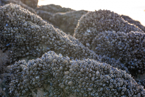 Miesmuschelkolonie, Plage des cures
