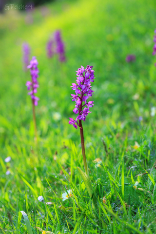 Orchidee