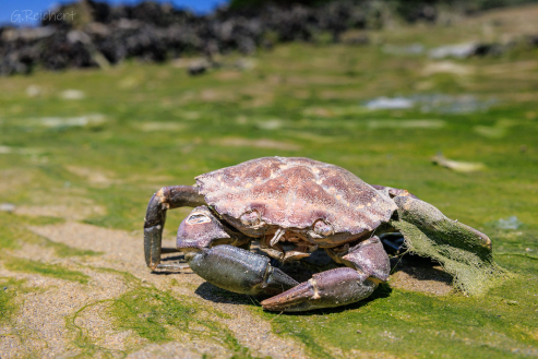 Tote Krabbe im Watt