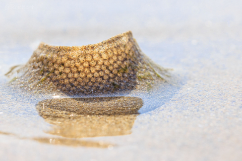 Gelege der Nabelschnecke