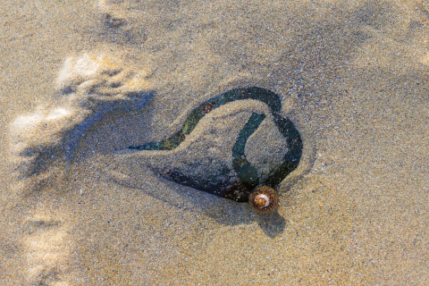 Künstlerisch tätige Schnecke