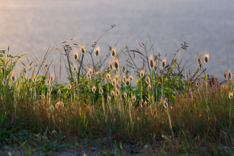 Blüten des Samtgrases