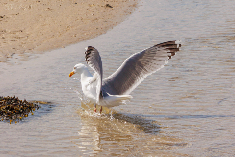 Möwe beim Fischen, Port Saint Sauveur