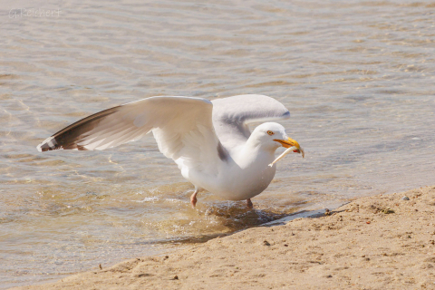 Möwe beim Fischen, Port Saint Sauveur