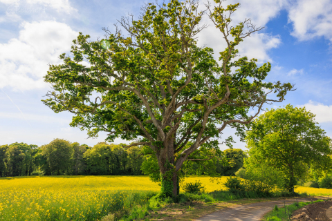 Baum bei Rosanbo