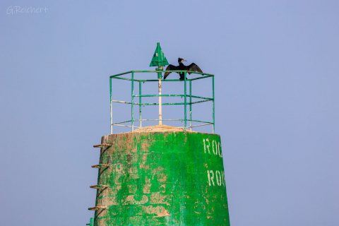 Kormoran auf Seezeichen