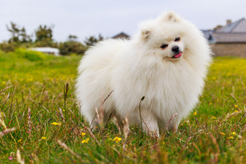 Spitz