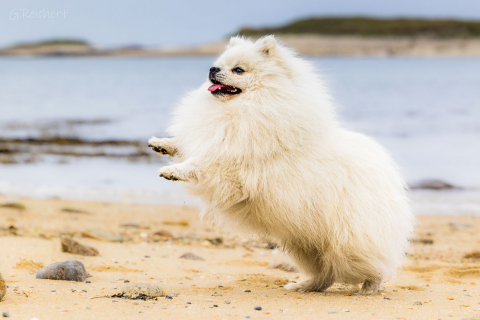 Spitz
