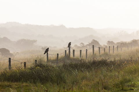 Morgennebel auf Ameland