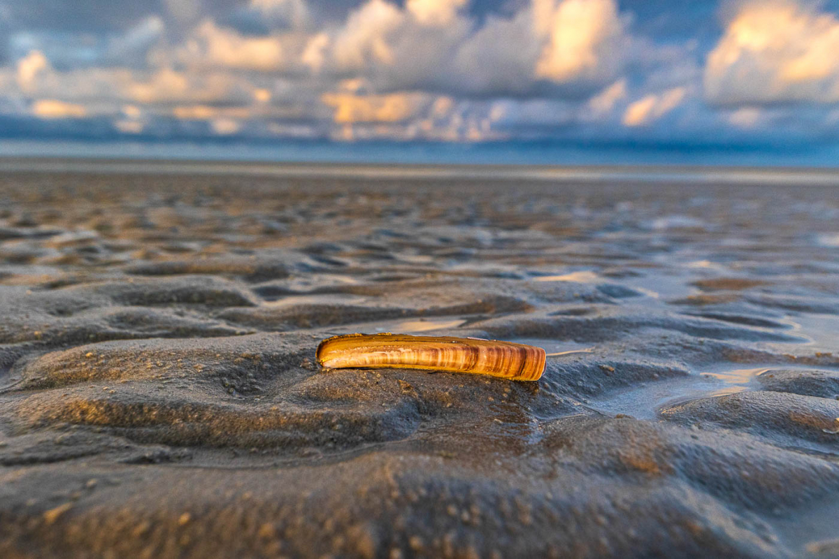 Muschel am Strand, Ameland