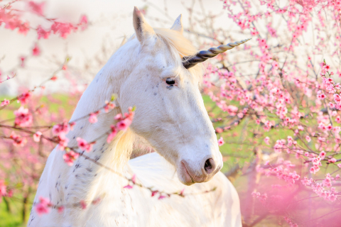 Einhorn Shooting