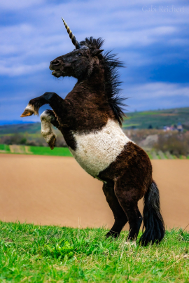 Einhorn Shetland Pony